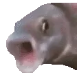 FishPog