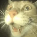 CAT_a
