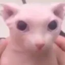 oussa_cat84 Discord Emoji