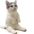 catSit