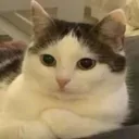 goodcat