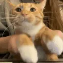Cattype
