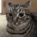 cuh