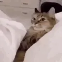 CarYoink