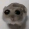 hamsti