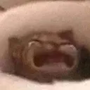 cry cry