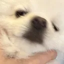 xiaobao_choke
