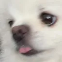 xiaobao_tongue