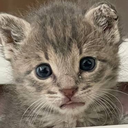 kotik_kakaet Discord sticker from {рп}~ДуРкА~{рп}