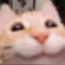 silliCat