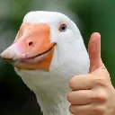 goose_thumbsup