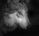 Wolfstare Wolfstare