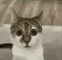 cattrauma