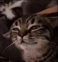 Starecat