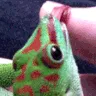 rlizardlick rlizardlick