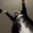 Jigglin Jigglin