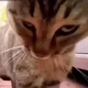 Cat Angry cat_angry Discord Emoji