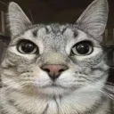 catstare