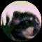 Pedro_Raccoon