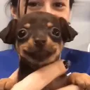 Happypup Discord Emoji