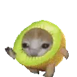 5_kiwicatrun