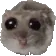 hamster