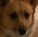 Bao Bao