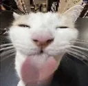 PF_CatTongue
