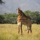 giraffe