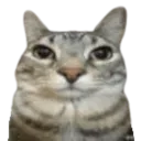 cat_stare_3
