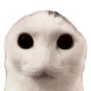 cat_stare_4