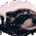 RACOON Discord emoji