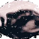 RACOON