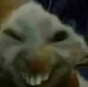 gato