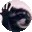 pedro