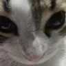 gatostare