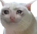sadcat
