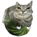 watermeloncat