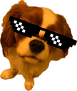 DealWithItDaisy Discord emoji