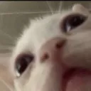 GatoZoom