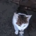 dinkWAAAAA dinkWAAAAA