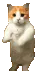 CatTime
