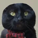 mancat Discord Emoji