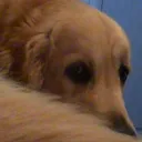 DexPeek