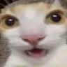 CatSurprised