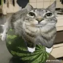 Watermeloncat Discord Emoji