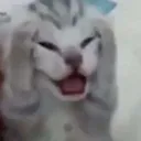 gatosoprendio