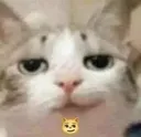 Cat Discord Emoji