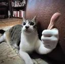 Gatojoia