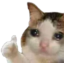 sad_cat_ok